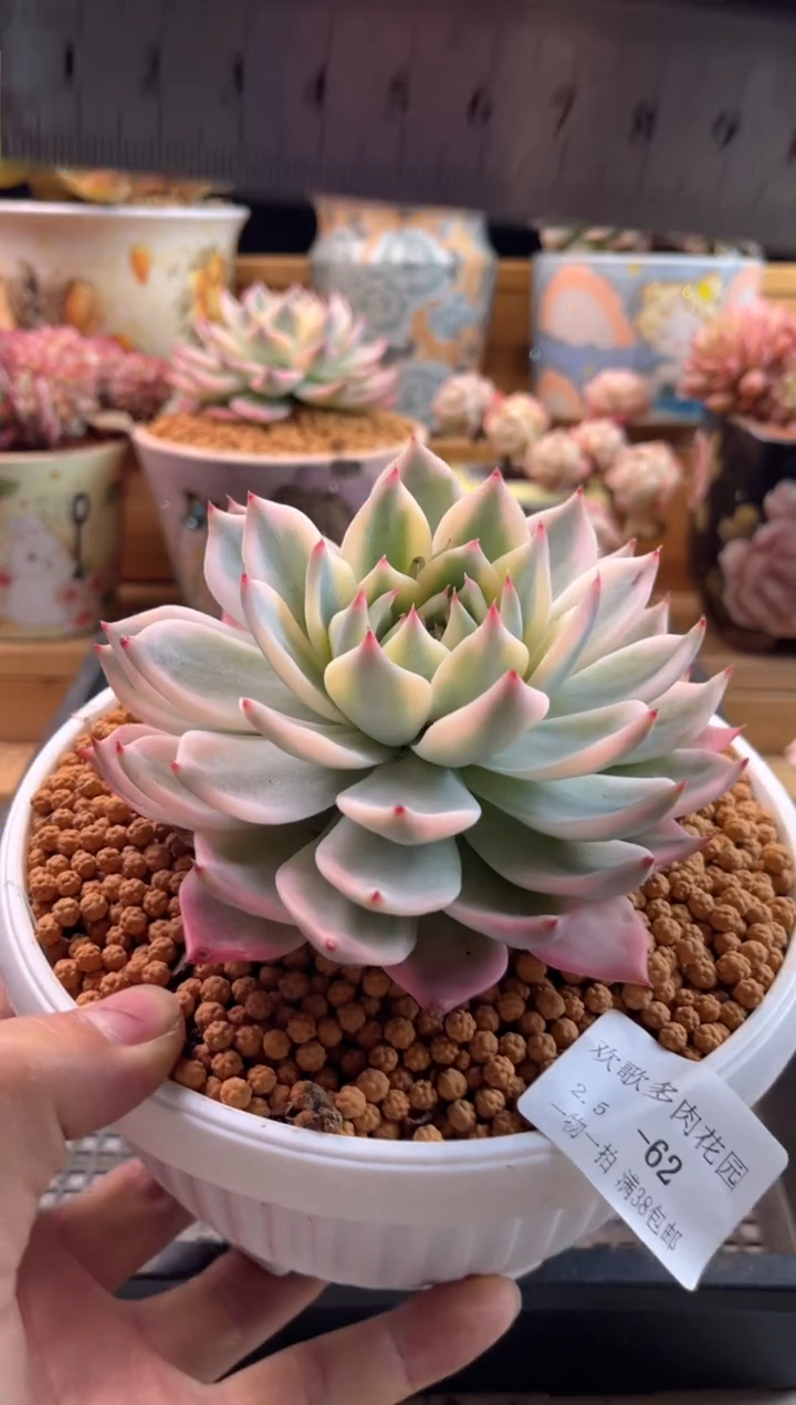 【闪购商品】2.5-63吉娃娃锦