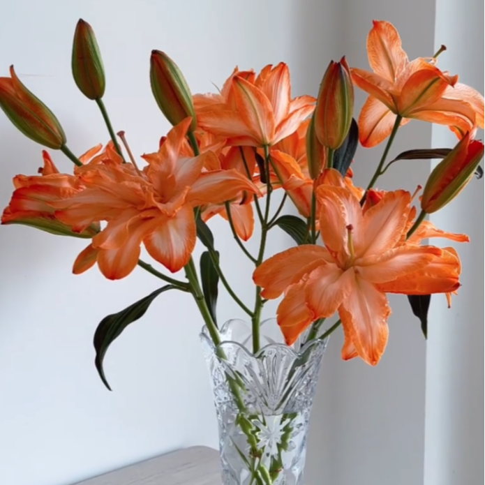 【源头优选】心想事橙吸色重瓣香水百合花水养插花用云南直发鲜花