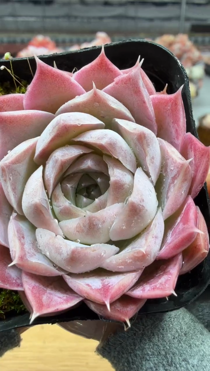 东云多肉园二店-18