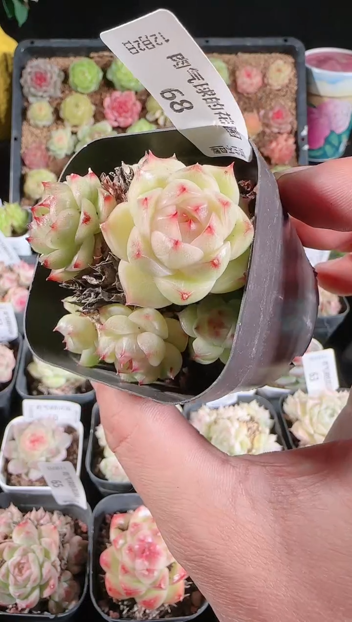 1202-68多肉群生不包整