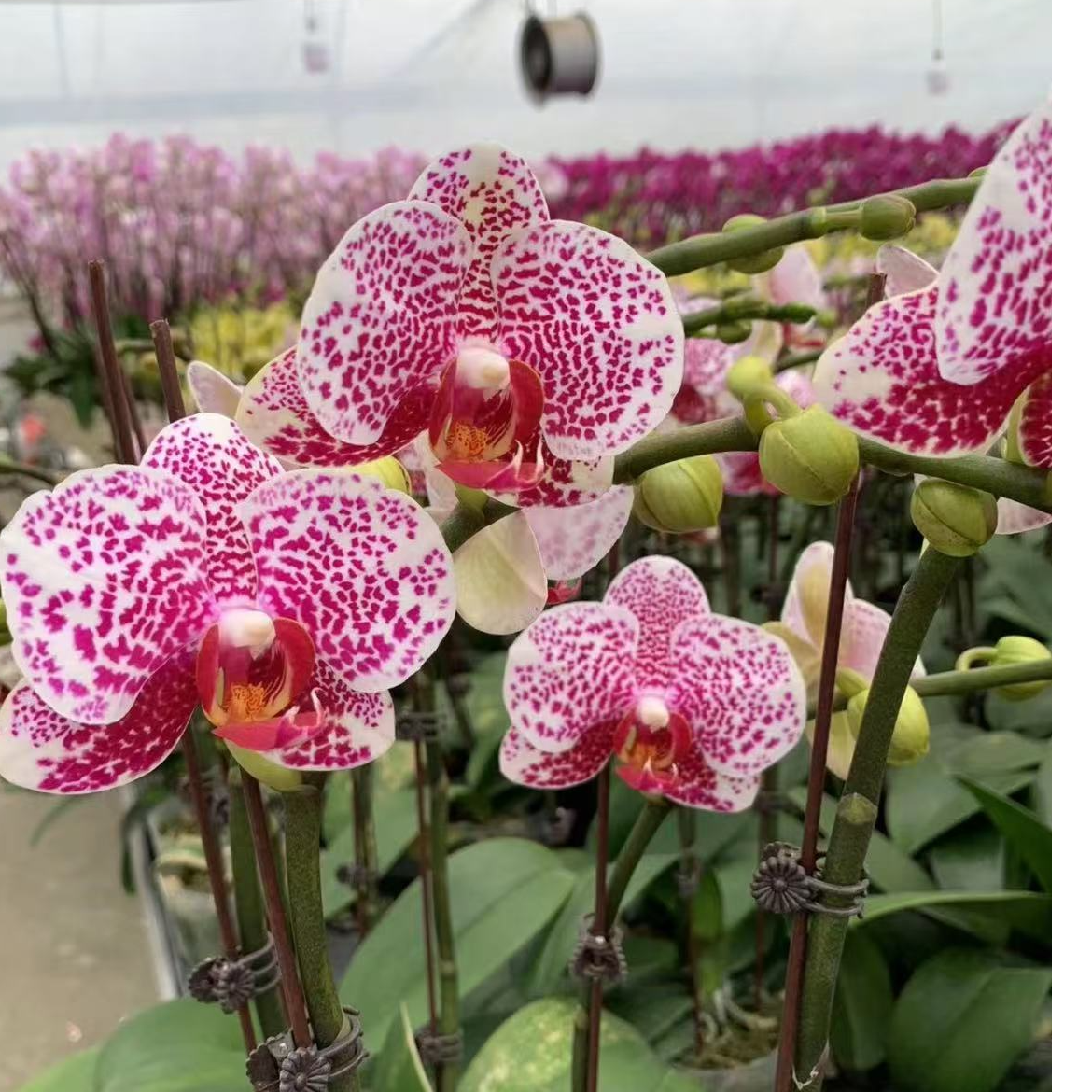 蝴蝶兰【黑杰克】双花剑 小众品种 稀有色系 室内高端花卉绿植  