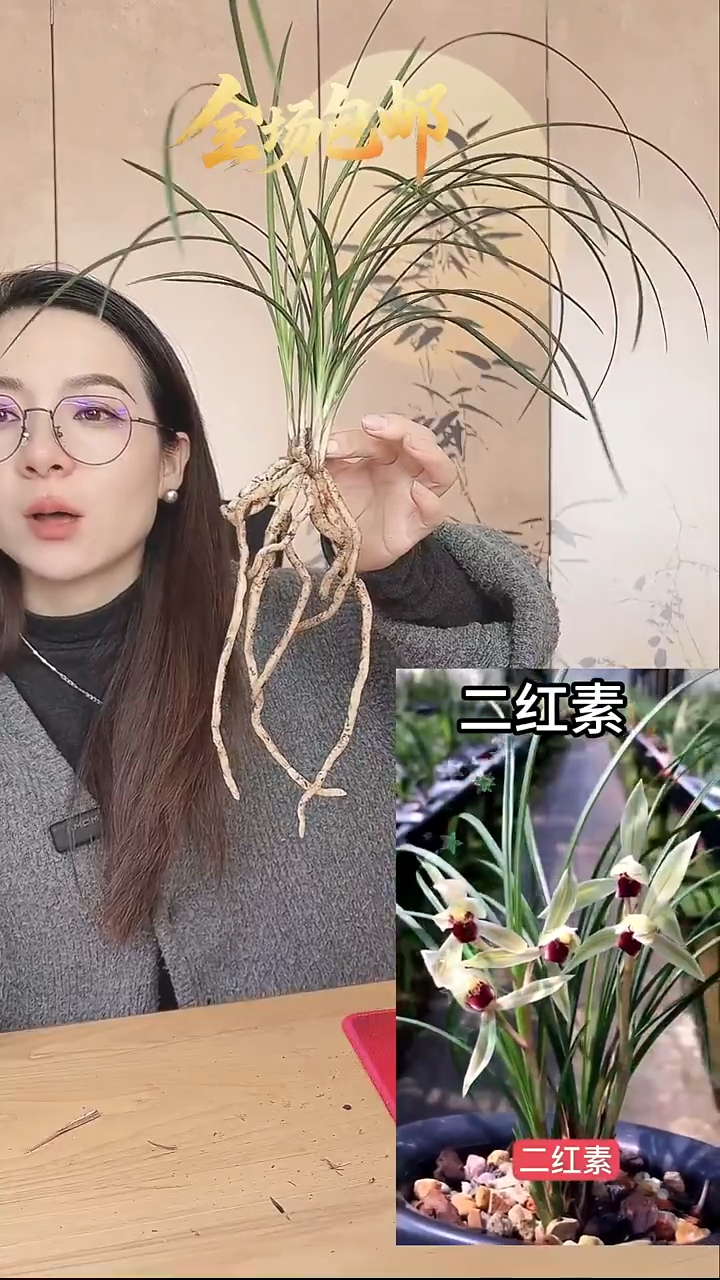 当前无花栽培后可以开花：二红素
