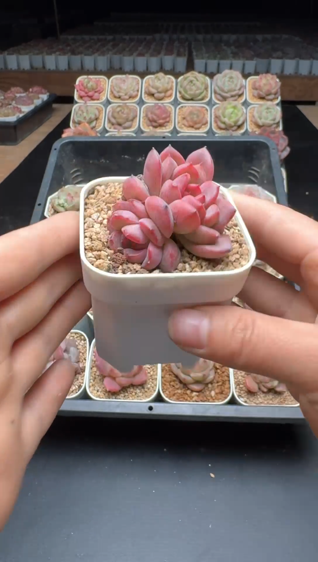 【闪购商品】795号一物一拍珍妮多肉花卉植物3颗起发