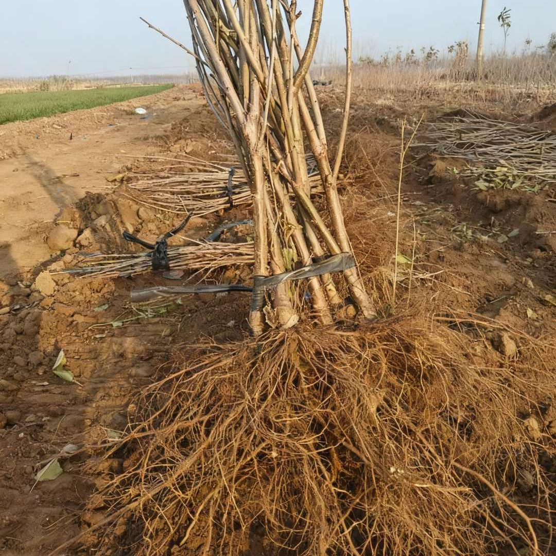 【李PD专属】大樱桃树苗车厘子树苗盆栽地载
