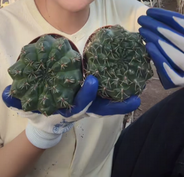 二妹园艺【 2颗  绯花玉   实生根 】脱土随机发货