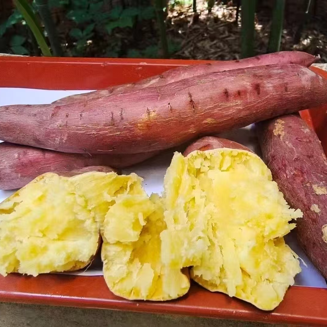 正宗沙地现挖板栗红薯番薯软糯香甜无筋无丝黄心蜜薯小时候的味道