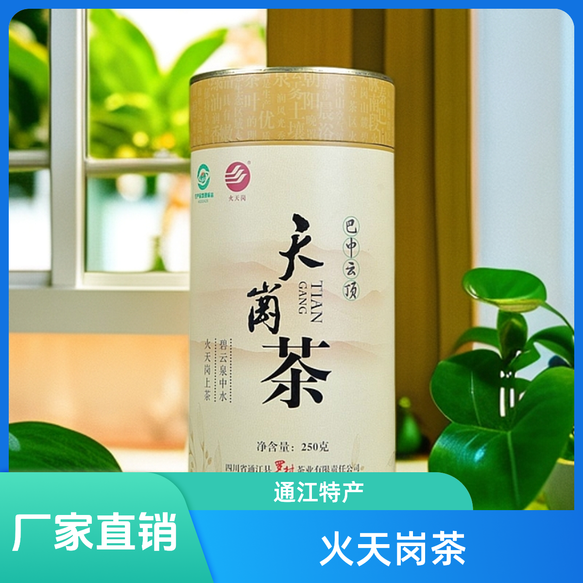 【2025年新茶】通江特产火天岗茶毛峰罐装250g包邮罗村口粮茶