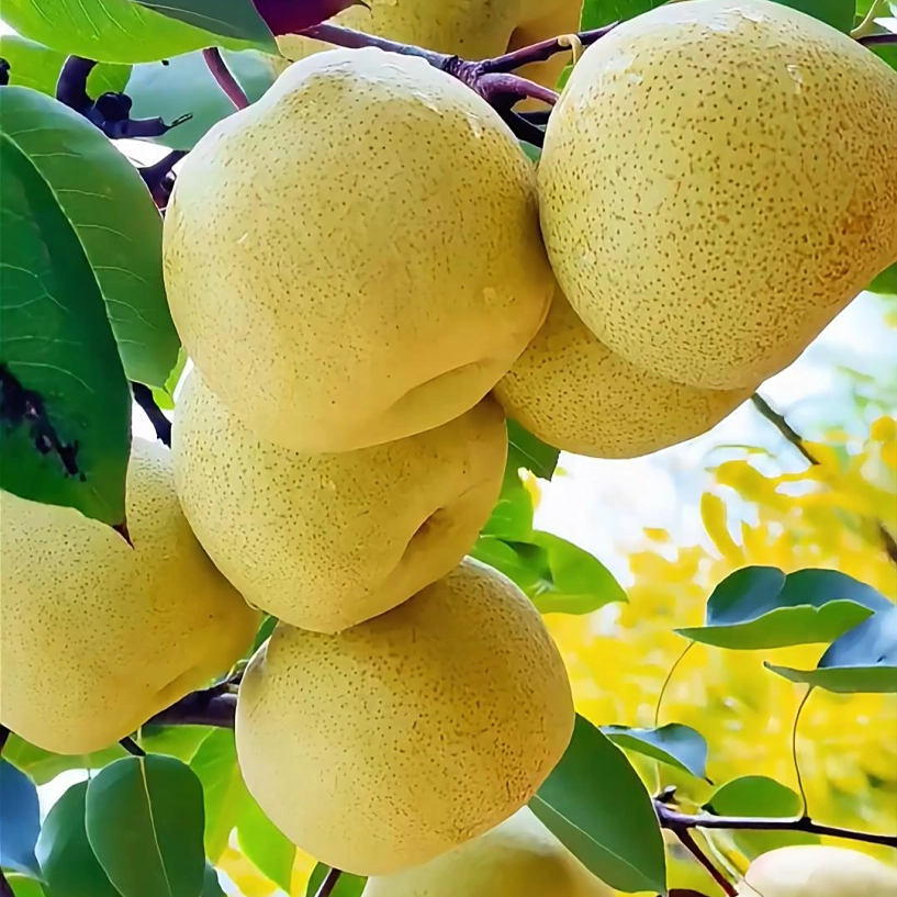 正宗砀山酥梨新鲜现摘多汁爆甜脆口应季水果