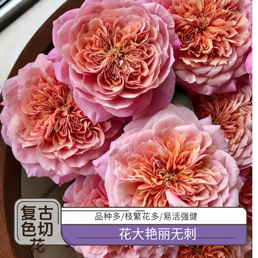 黑哥的花园雅花大艳丽无刺耐热耐晒灌木月季多季节重复开花