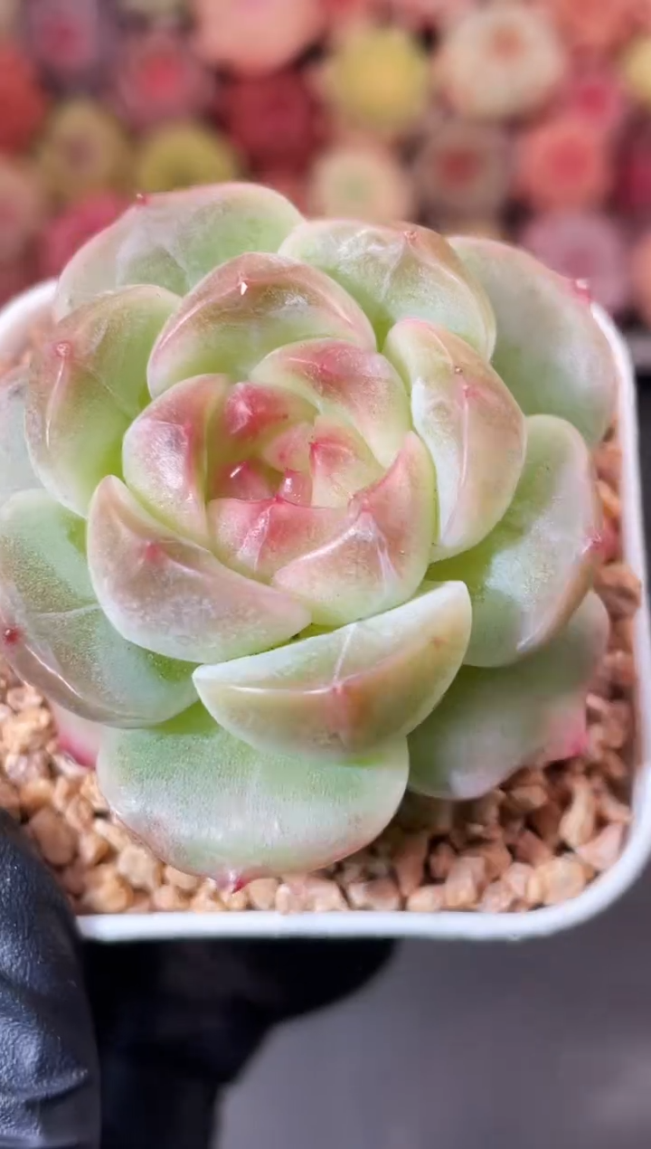 5-41 冰川3-4厘米 量拍发一颗