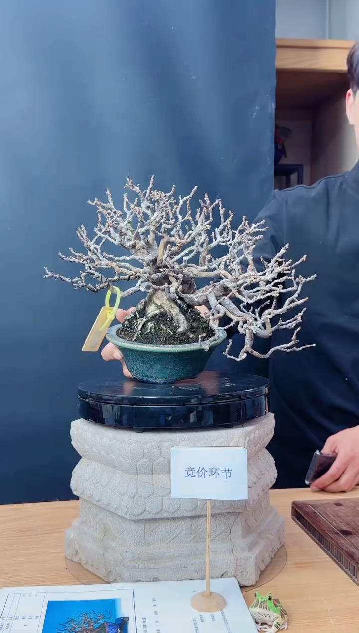 无花朵大**雄20251219竞价花梨