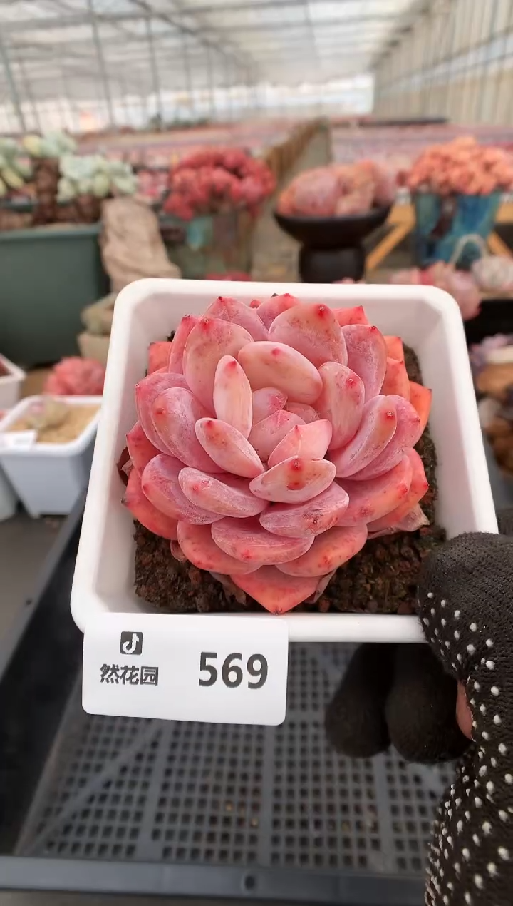 【闪购商品】569雪天使一物一拍