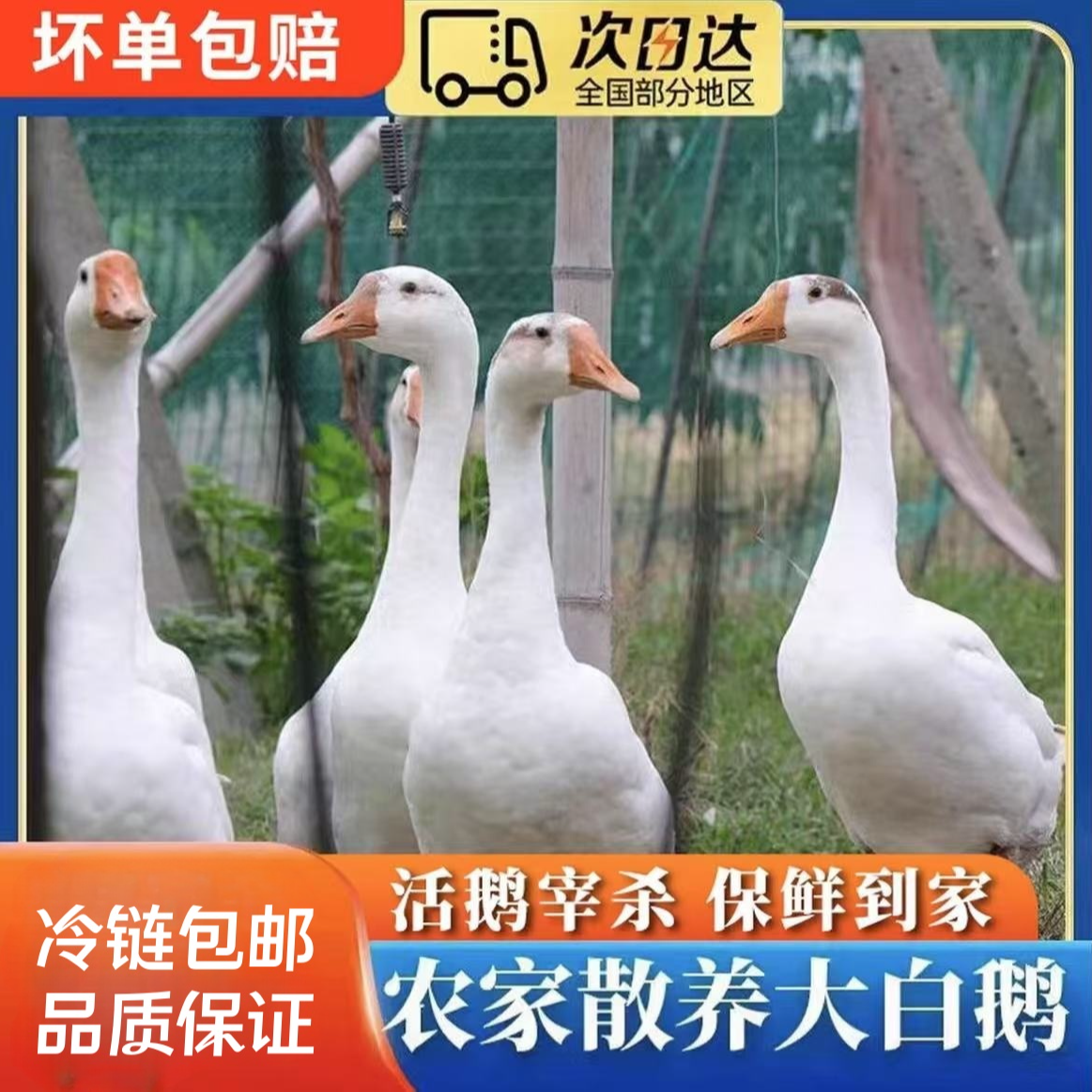 【A】农家散养大白鹅 青年鹅 单只净重9斤 带心肝 