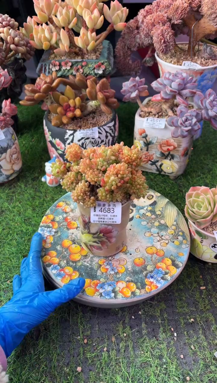 昆明印象多肉4683