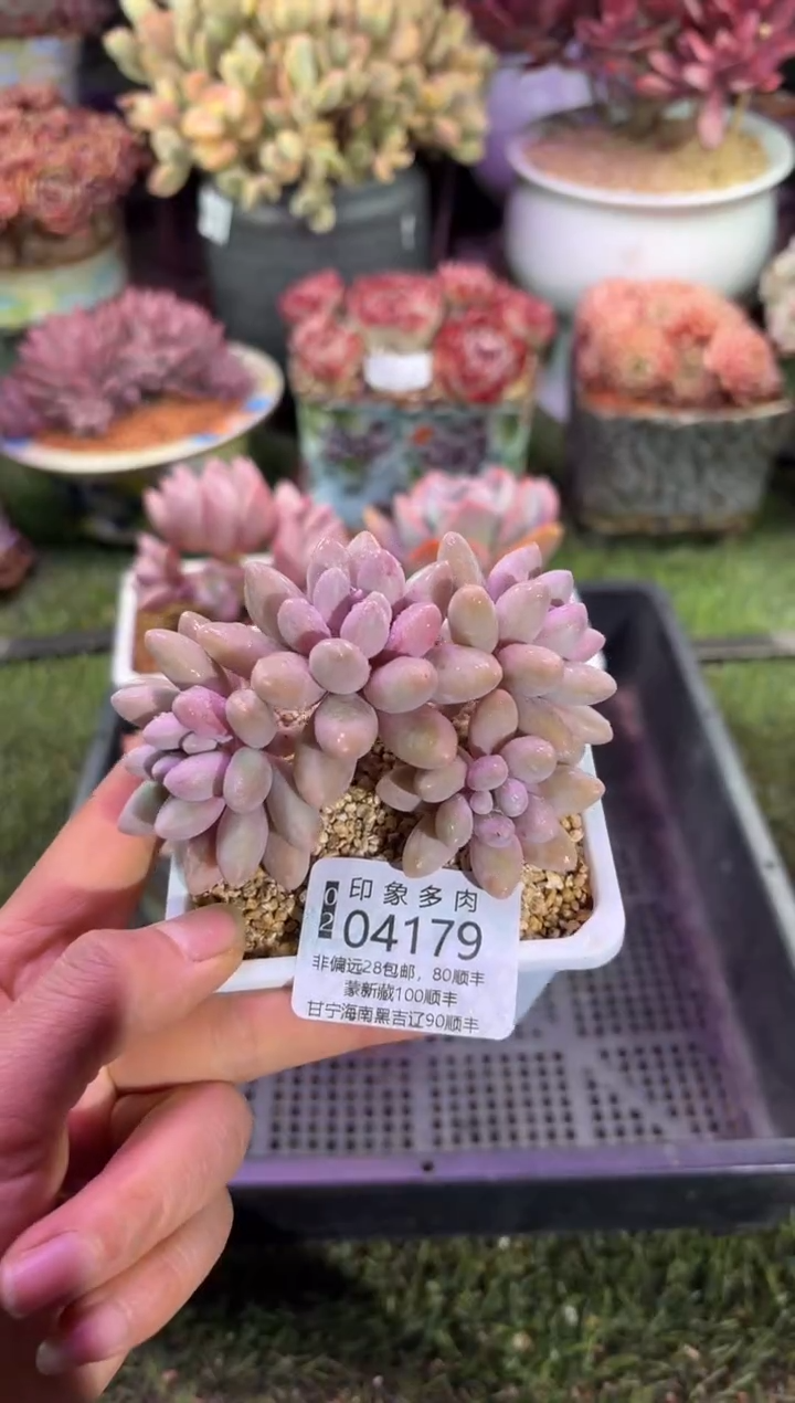 【闪购商品】04179