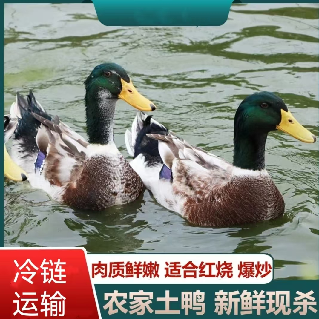 【二楞】农家放养土鸭子 发2只净重8-9斤 冷链运输