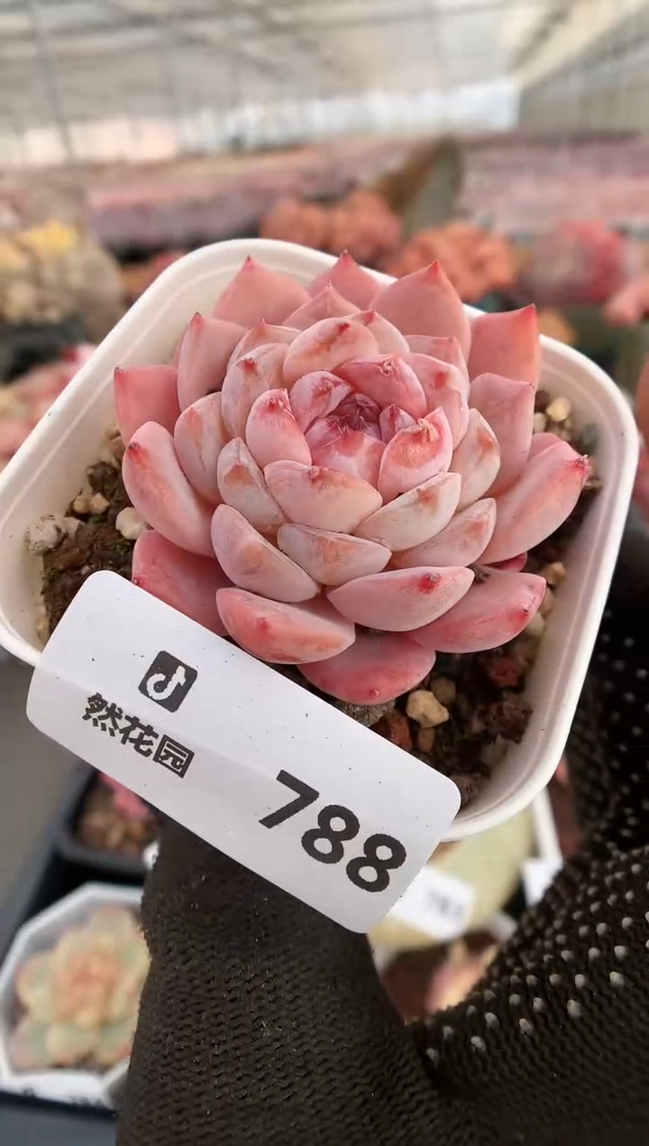 【闪购商品】788冰魄一物一拍