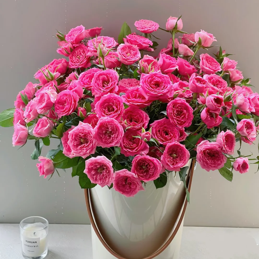 x【苏菲宝贝】雪姐专属 一单顺丰/德邦 两单加品牌营养液5包 