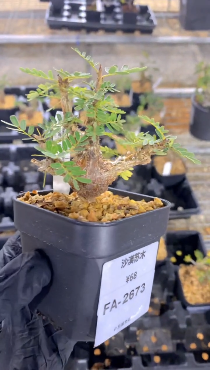 【闪购商品】沙漠苏木FA-2673