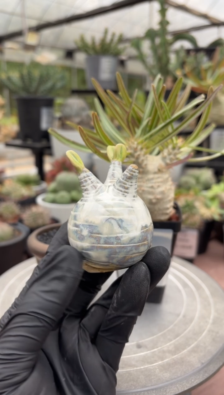 象牙宫手办FC-9080