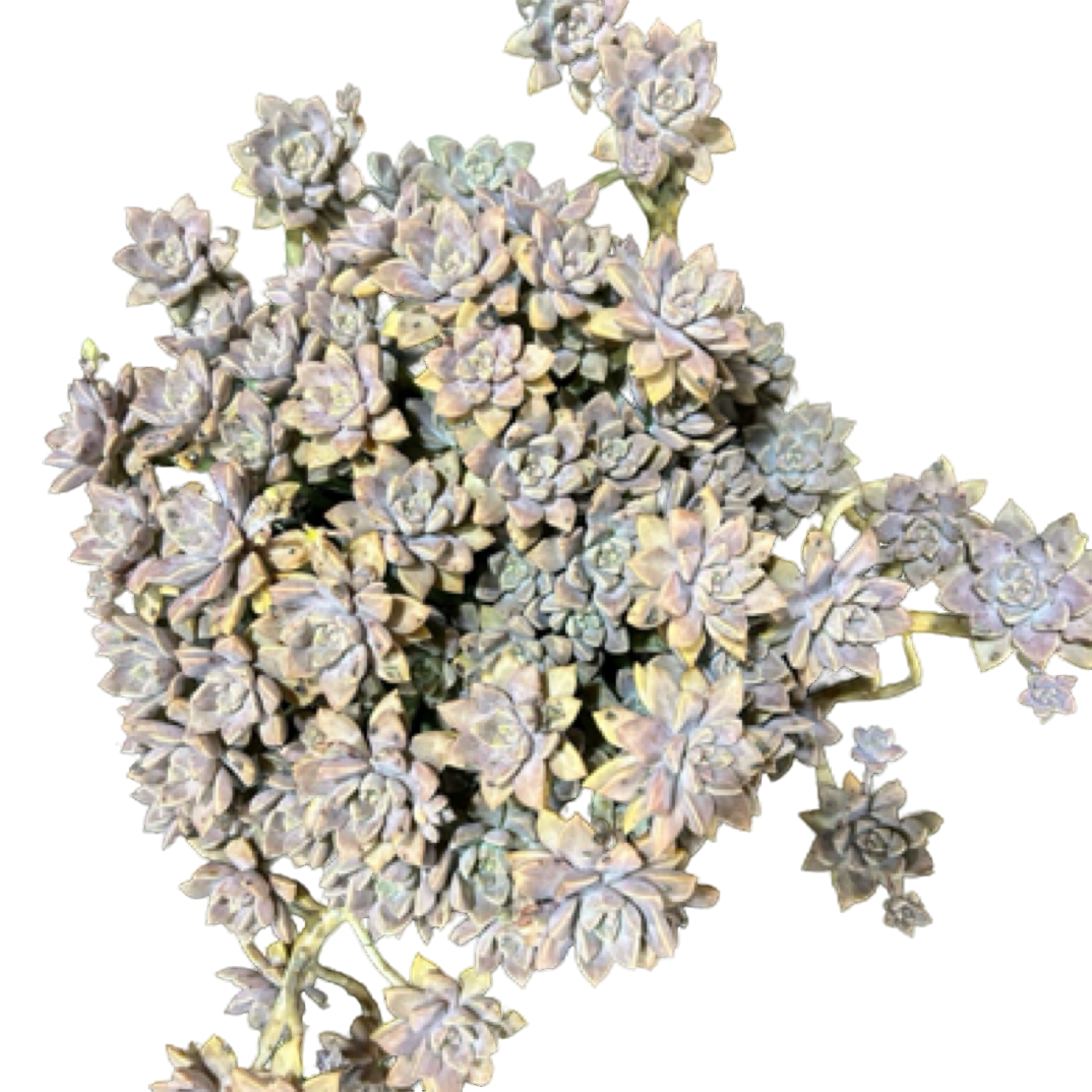 （阿伦陪）整装老桩飘枝盆栽盆景多肉