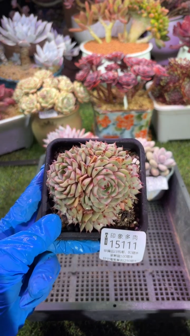 【闪购商品】15111