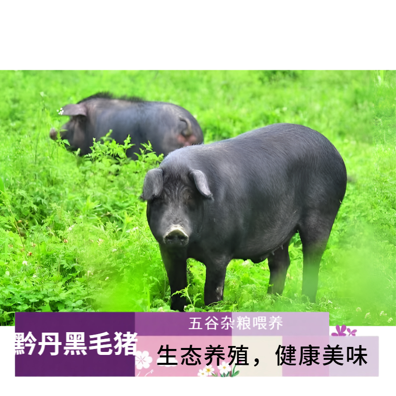 贵州正宗散养黑毛猪肉（现切现拍）（中通特快）顺丰冷链发货