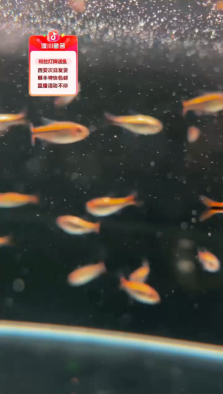 灯科鱼s*白金黄火蚁3条