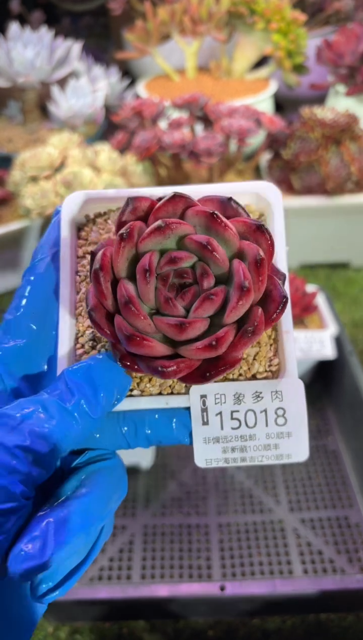 【闪购商品】15018