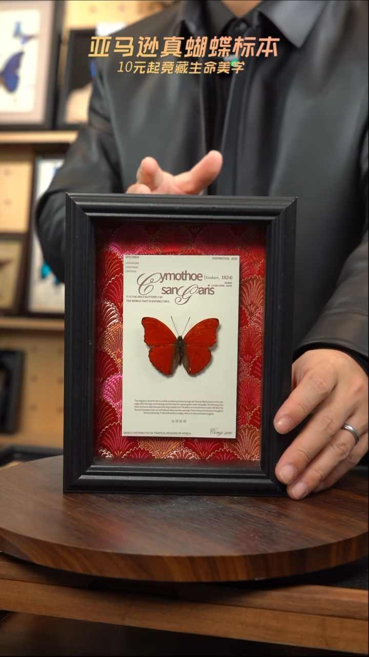 血漪蛱蝶红色刺绣款7寸竖