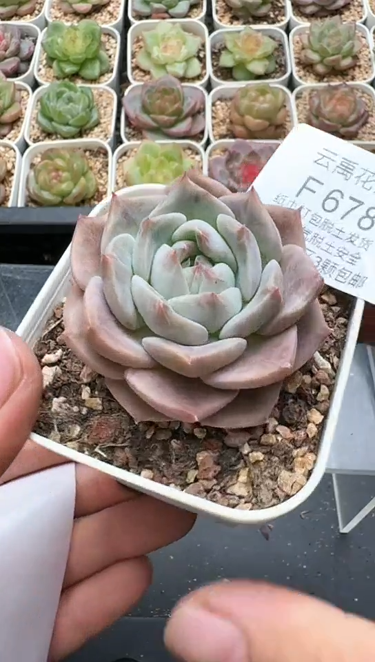 678F云禹多肉植物 默认脱土纸巾打包 3颗包邮