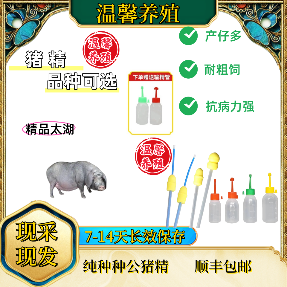 高产太湖种公精液一件包邮包对版生态养殖批发输精管猪用耗材
