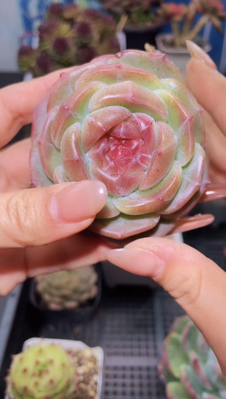 【闪购商品】370超级珍妮母本