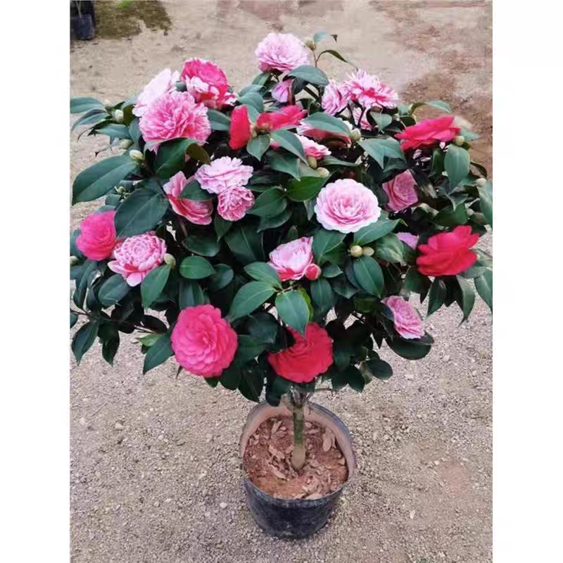 带花苞玫红色茶梅重瓣大花耐寒好养花卉盆栽