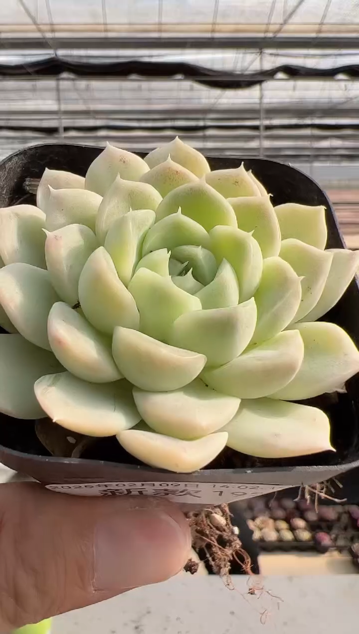 【闪购商品】新款多肉-192