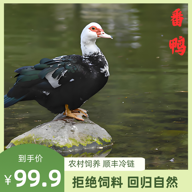 【2只装】农村饲养土番鸭 2只装净膛宰杀9-10斤 顺丰冷链包邮到家