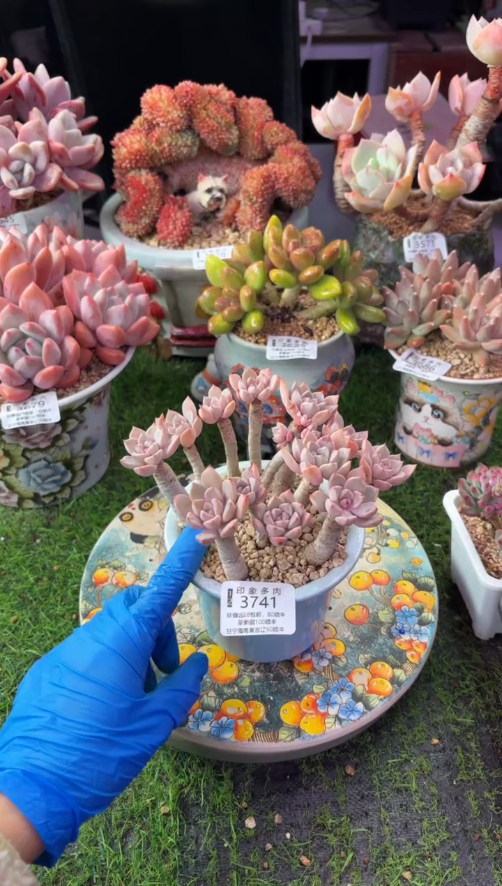 昆明印象多肉3741