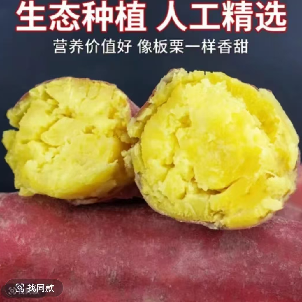 【陕西正宗沙地板栗红薯新鲜现挖粉糯香甜饱满皮薄