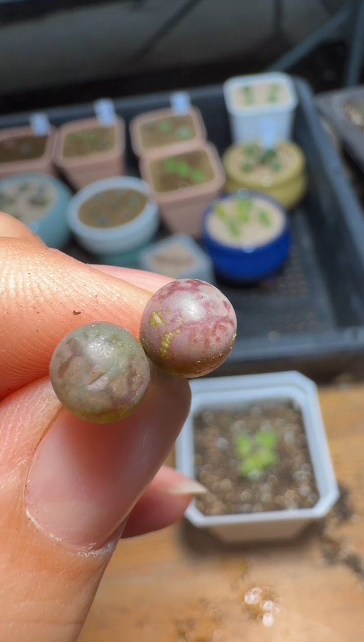 【闪购商品】2/4-386