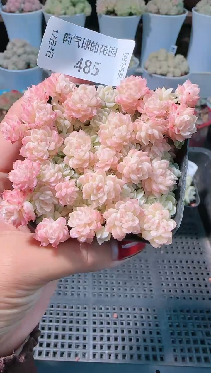 1203-485多肉群生不包整