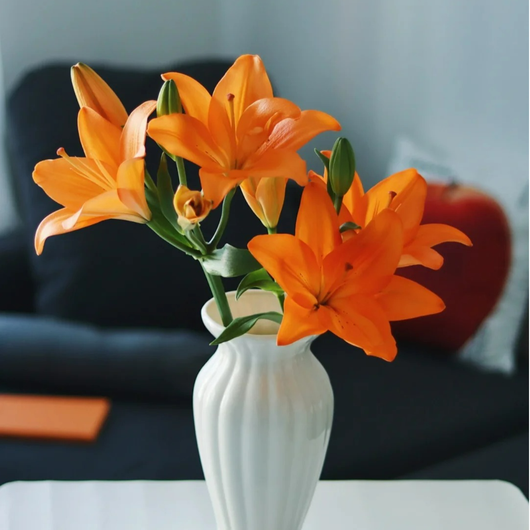 【橙色梦想】亚百合云南直发包邮