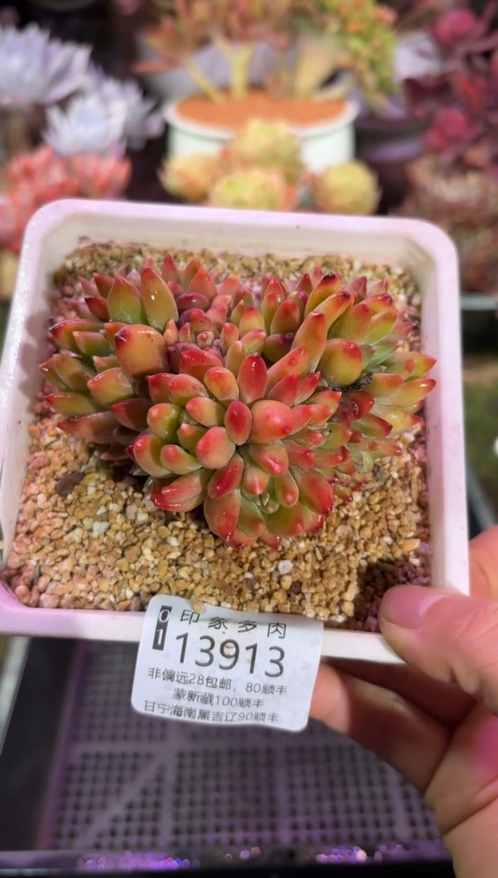 【闪购商品】13913