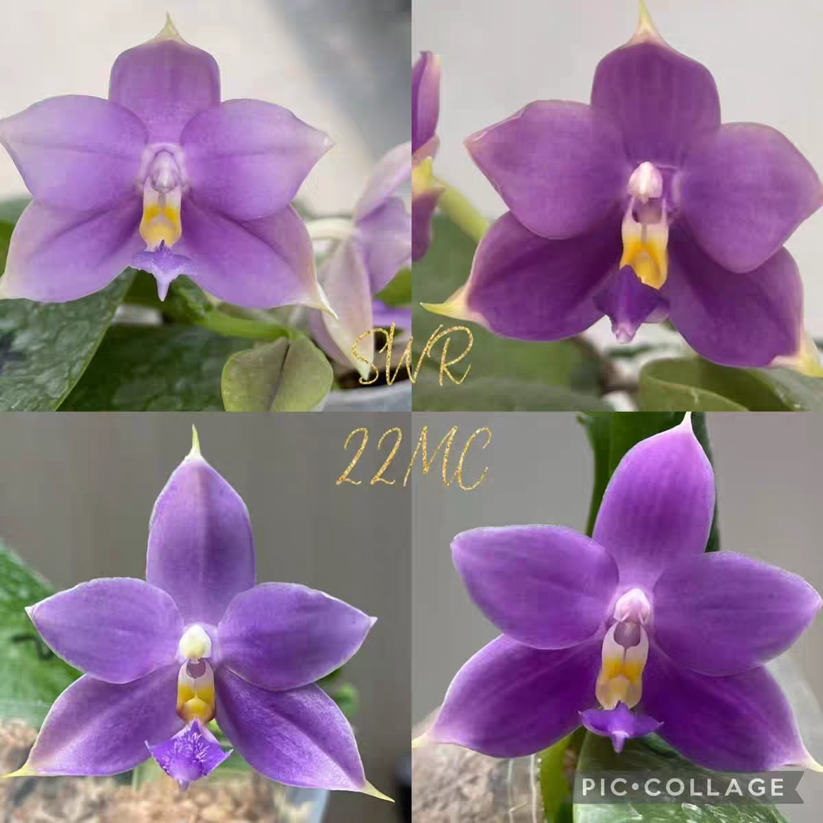 花农杰哥原生种蝴蝶兰 SWR22MC gv宝贝