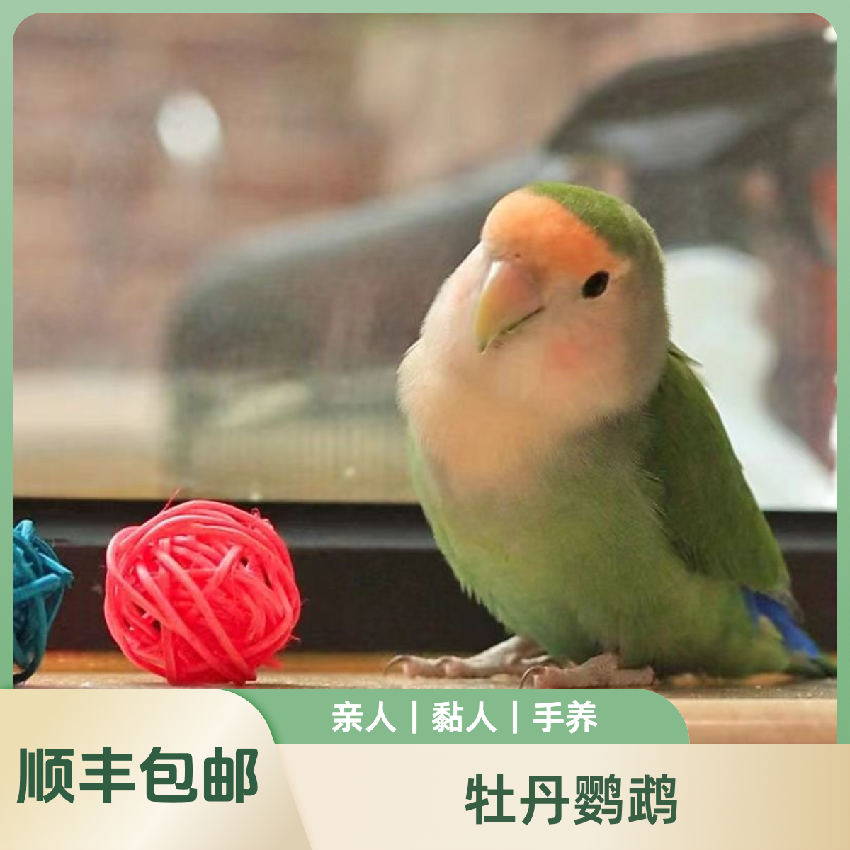 主【顺丰包邮｜手养黏人】牡丹鹦鹉包活｜可分公母