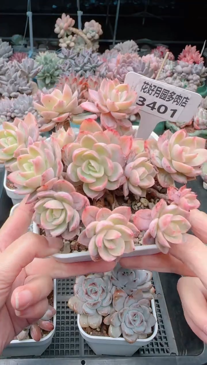 【闪购商品】3401.