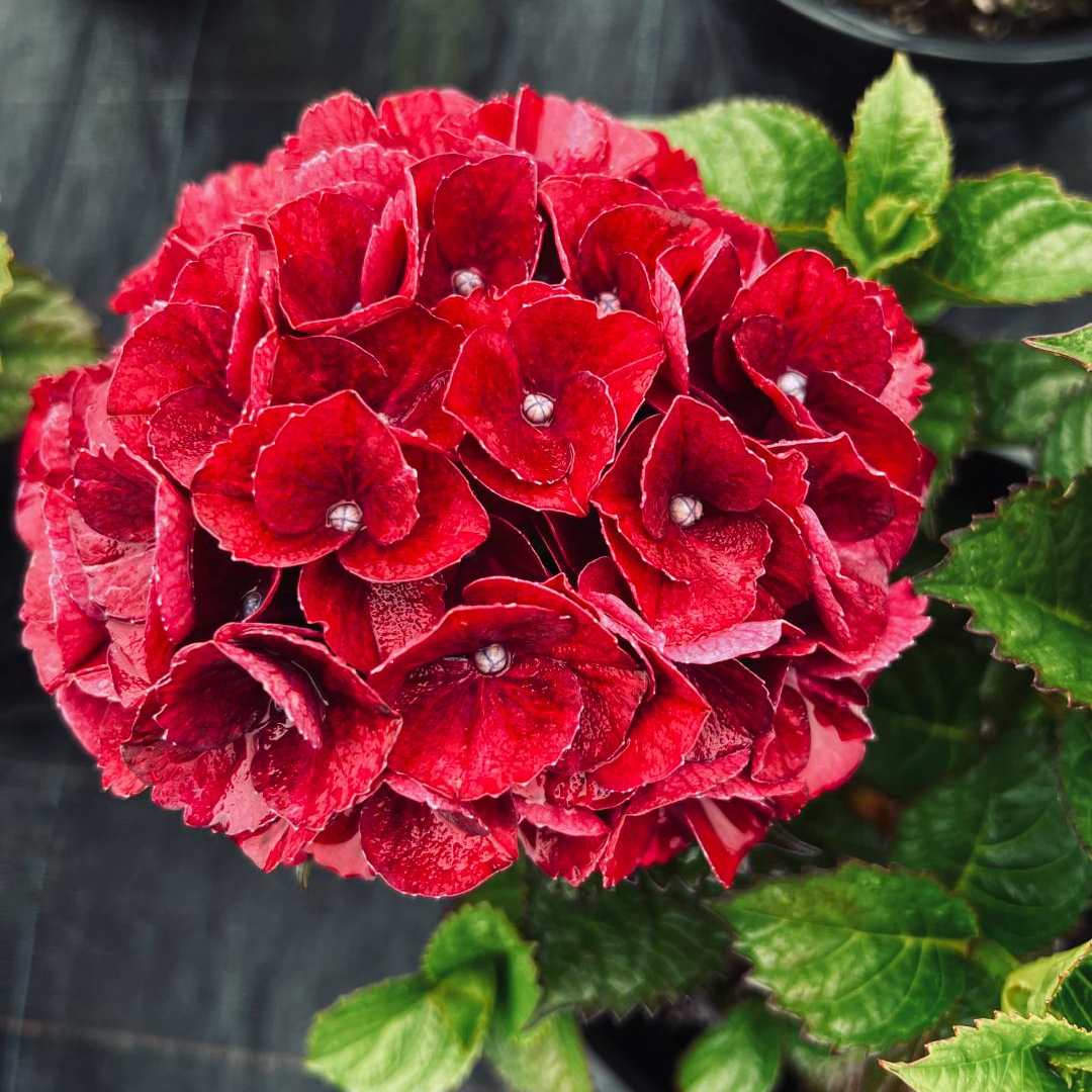 Dg花卉  1加仑Magical 魔幻绣球系列 花期长久易养活