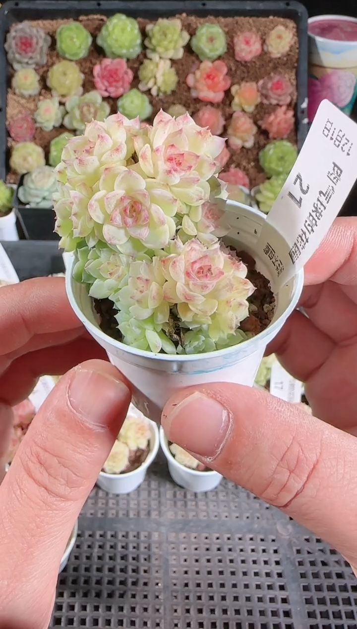  1201-21多肉群生不包整