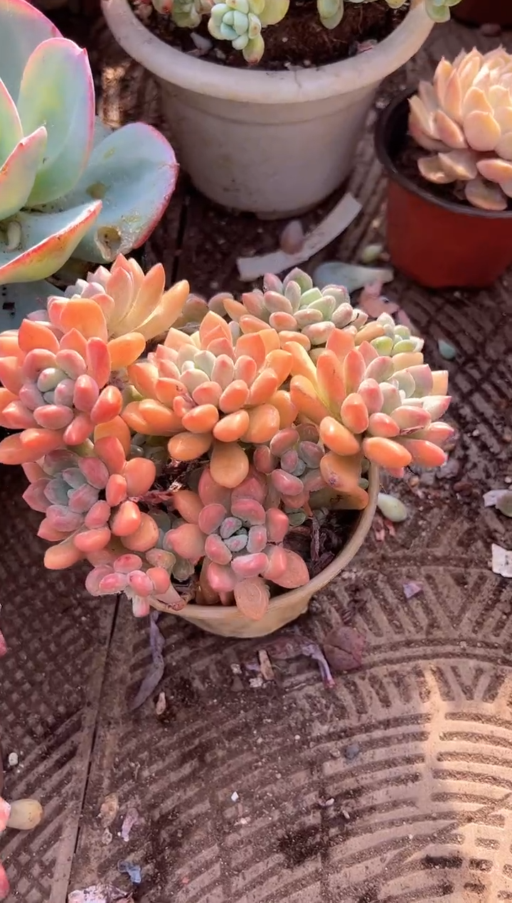 苏*多肉植物一物一拍27213