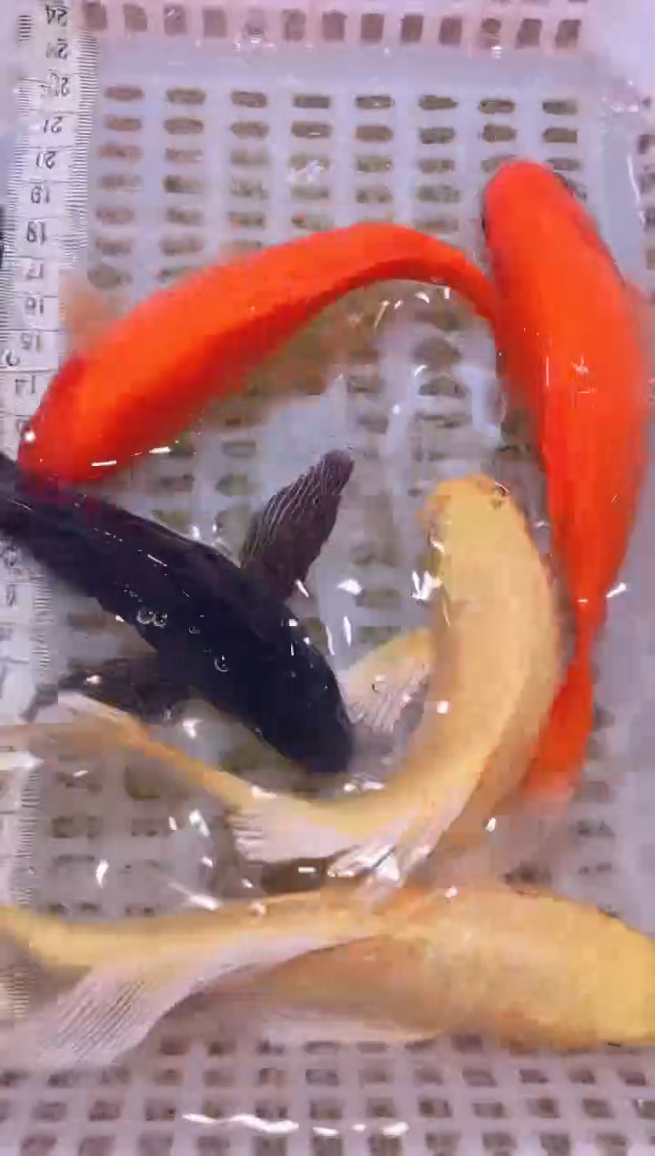 锦鲤冷水观赏鱼全场包邮159