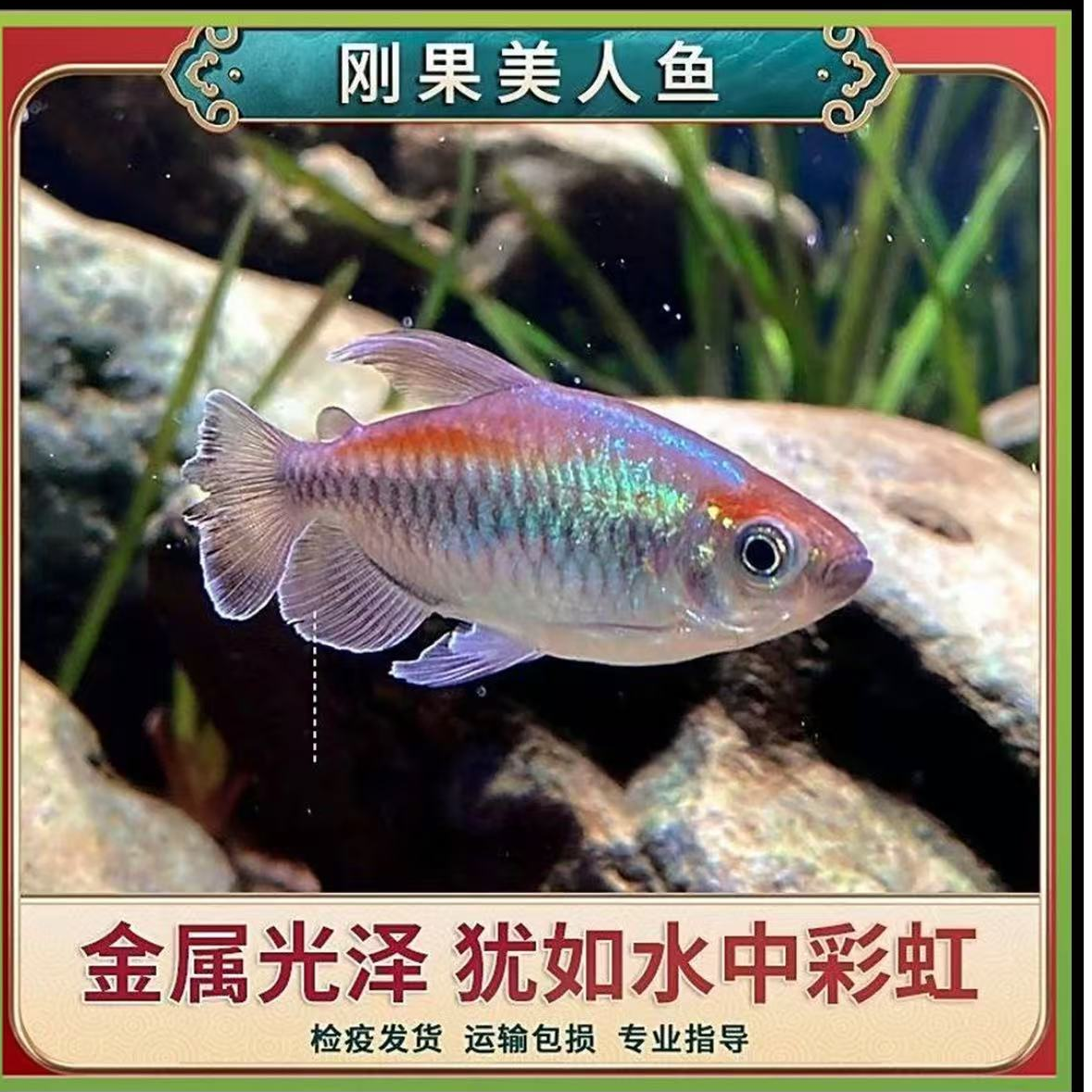 【彩虹色】刚果美人鱼小型可混养热带鱼活体鱼水族宠物观赏鱼群游鱼